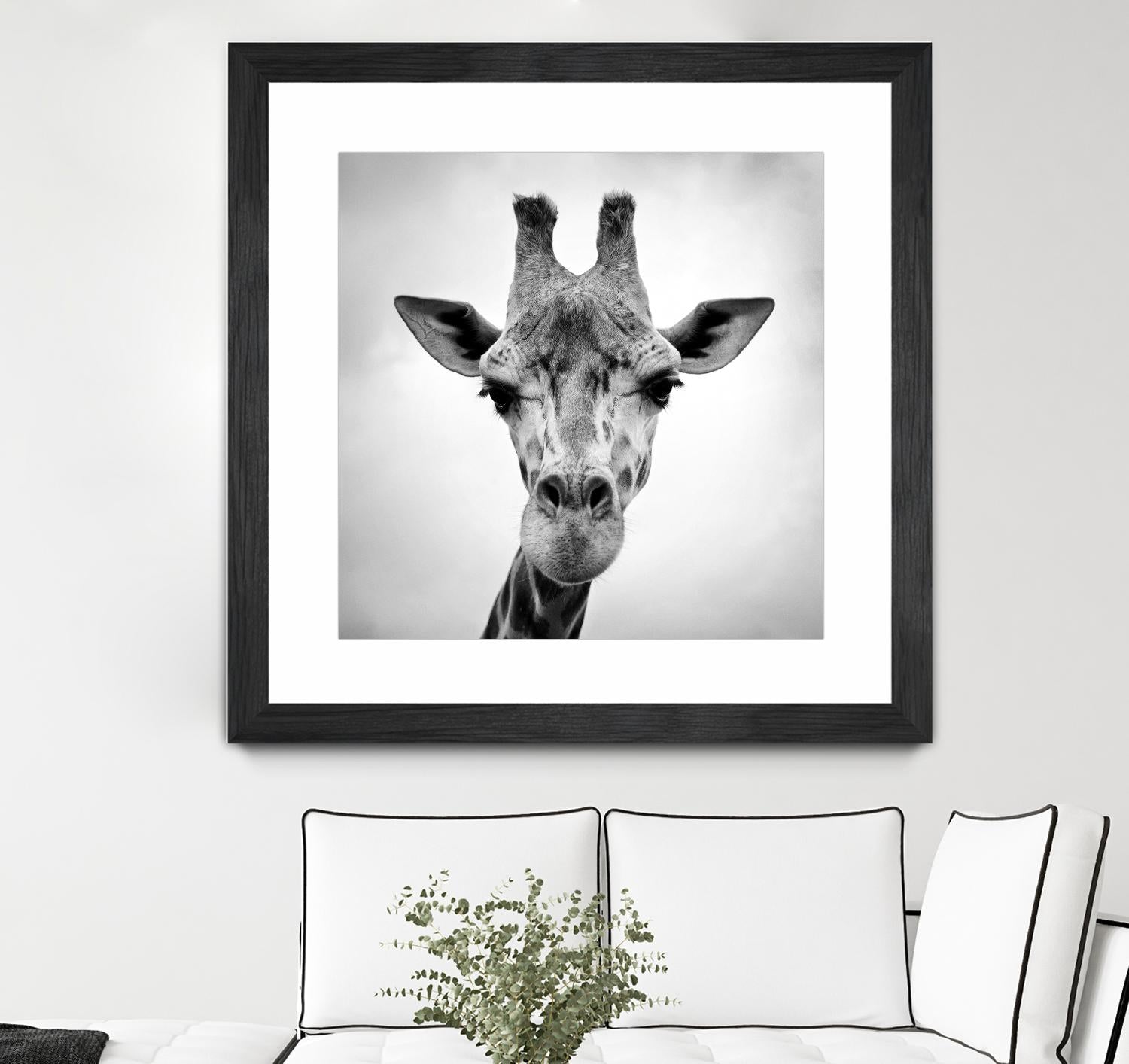 Giraffe by PhotoINC Studio on GIANT ART - white animals