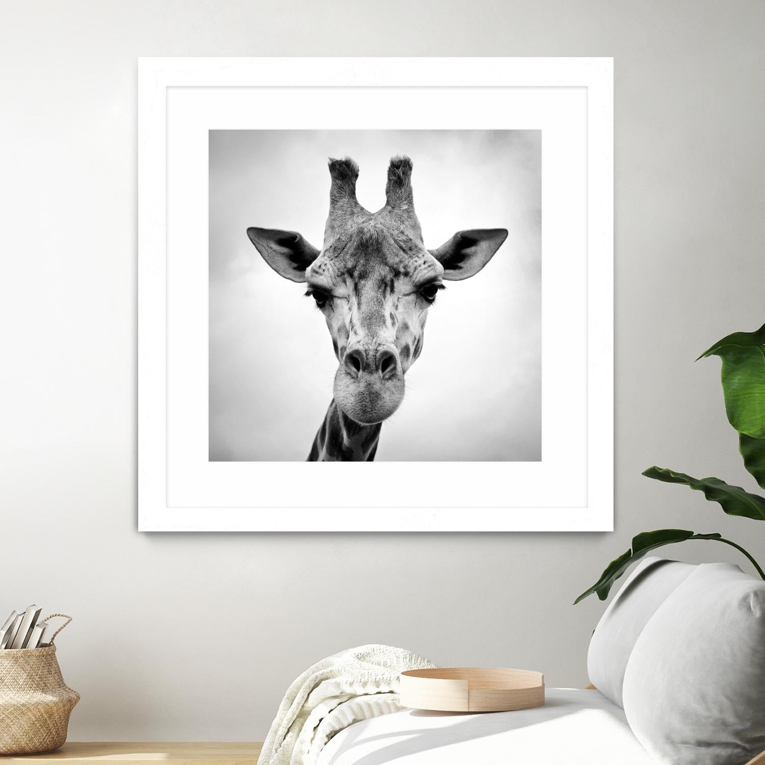 Giraffe by PhotoINC Studio on GIANT ART - white animals