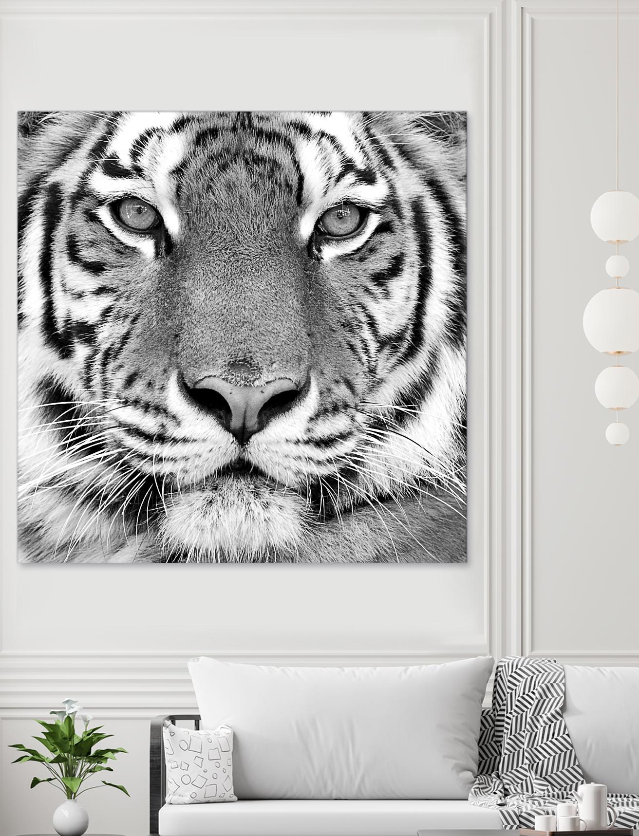 Tiger by PhotoINC Studio on GIANT ART - white animals