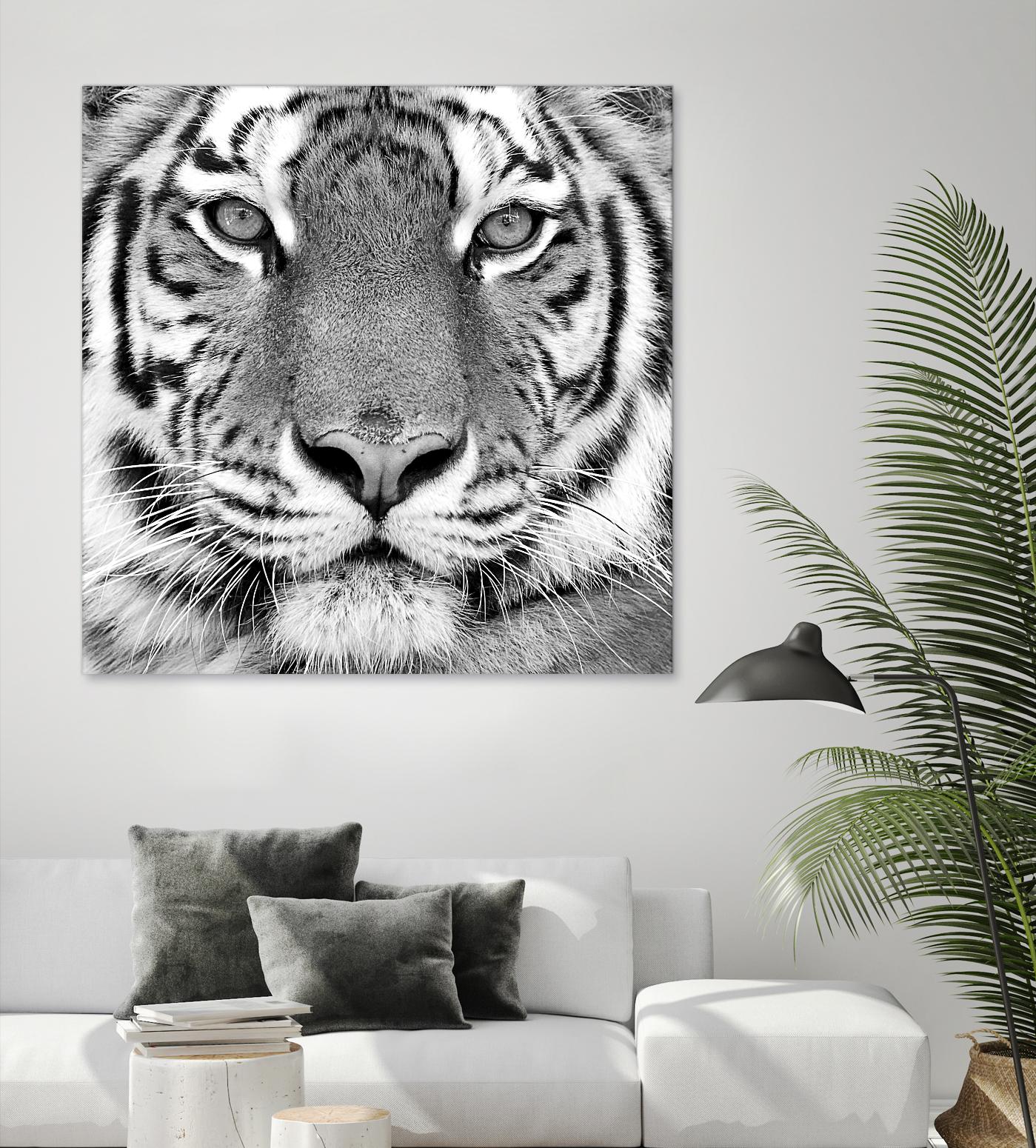 Tiger by PhotoINC Studio on GIANT ART - white animals