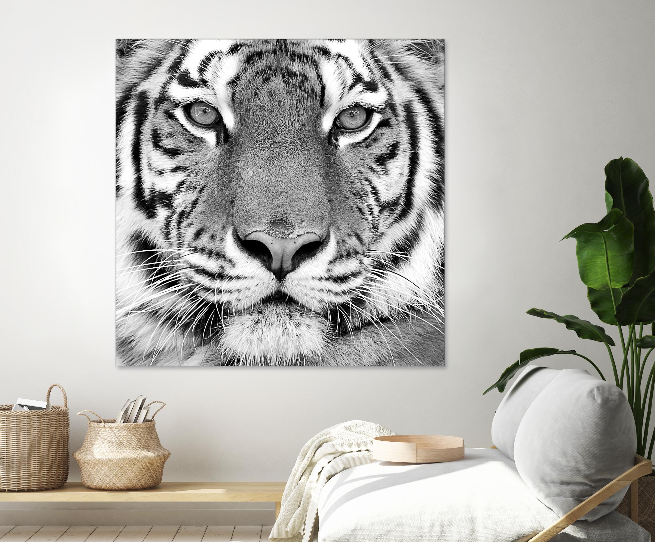Tiger by PhotoINC Studio on GIANT ART - white animals