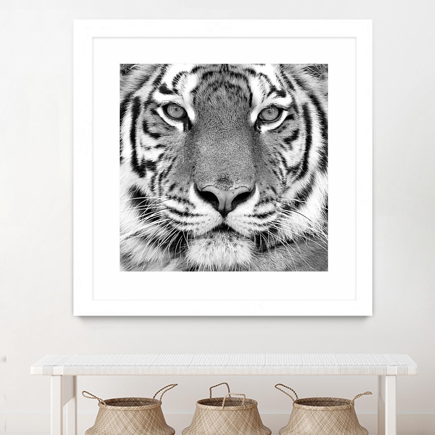 Tiger by PhotoINC Studio on GIANT ART - white animals