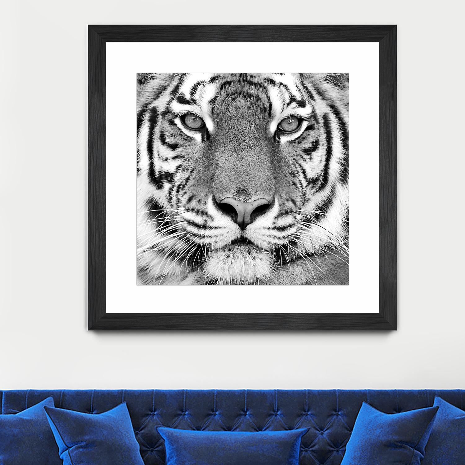 Tiger by PhotoINC Studio on GIANT ART - white animals