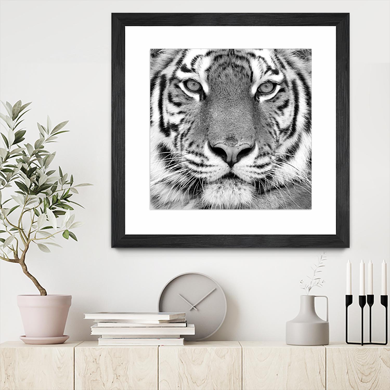 Tiger by PhotoINC Studio on GIANT ART - white animals