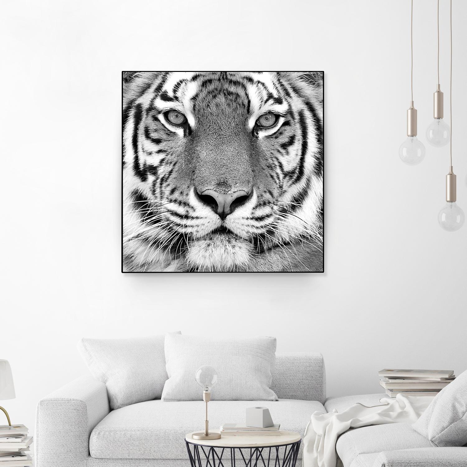 Tiger by PhotoINC Studio on GIANT ART - white animals