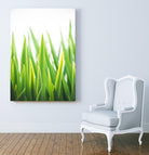Blades of Green No. 2 by Sonja Quintero on GIANT ART - green floral/still life, photography