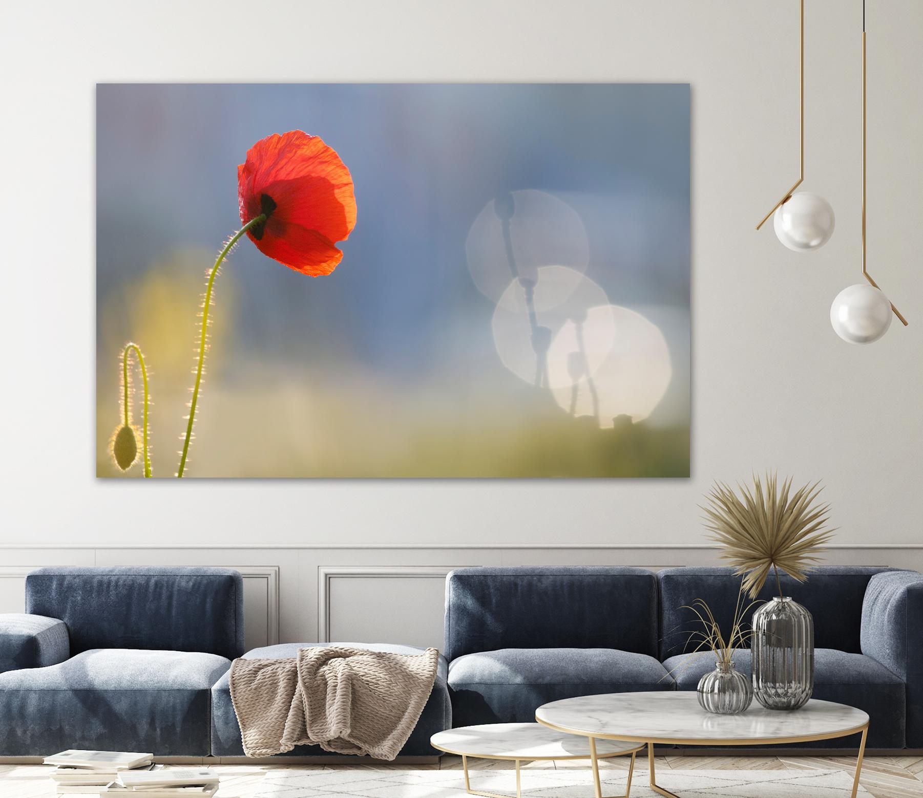 Echoes by Roeselien Raimond on GIANT ART - multicolor photography; floral/still life; landscapes