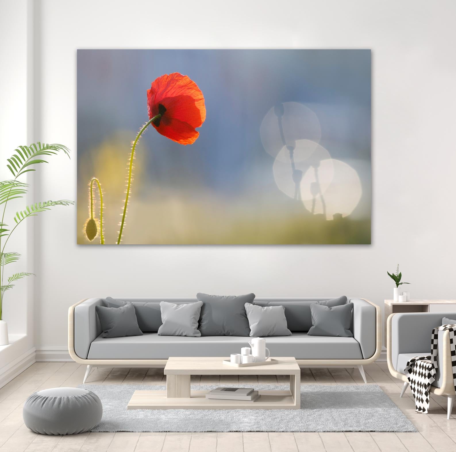 Echoes by Roeselien Raimond on GIANT ART - multicolor photography; floral/still life; landscapes