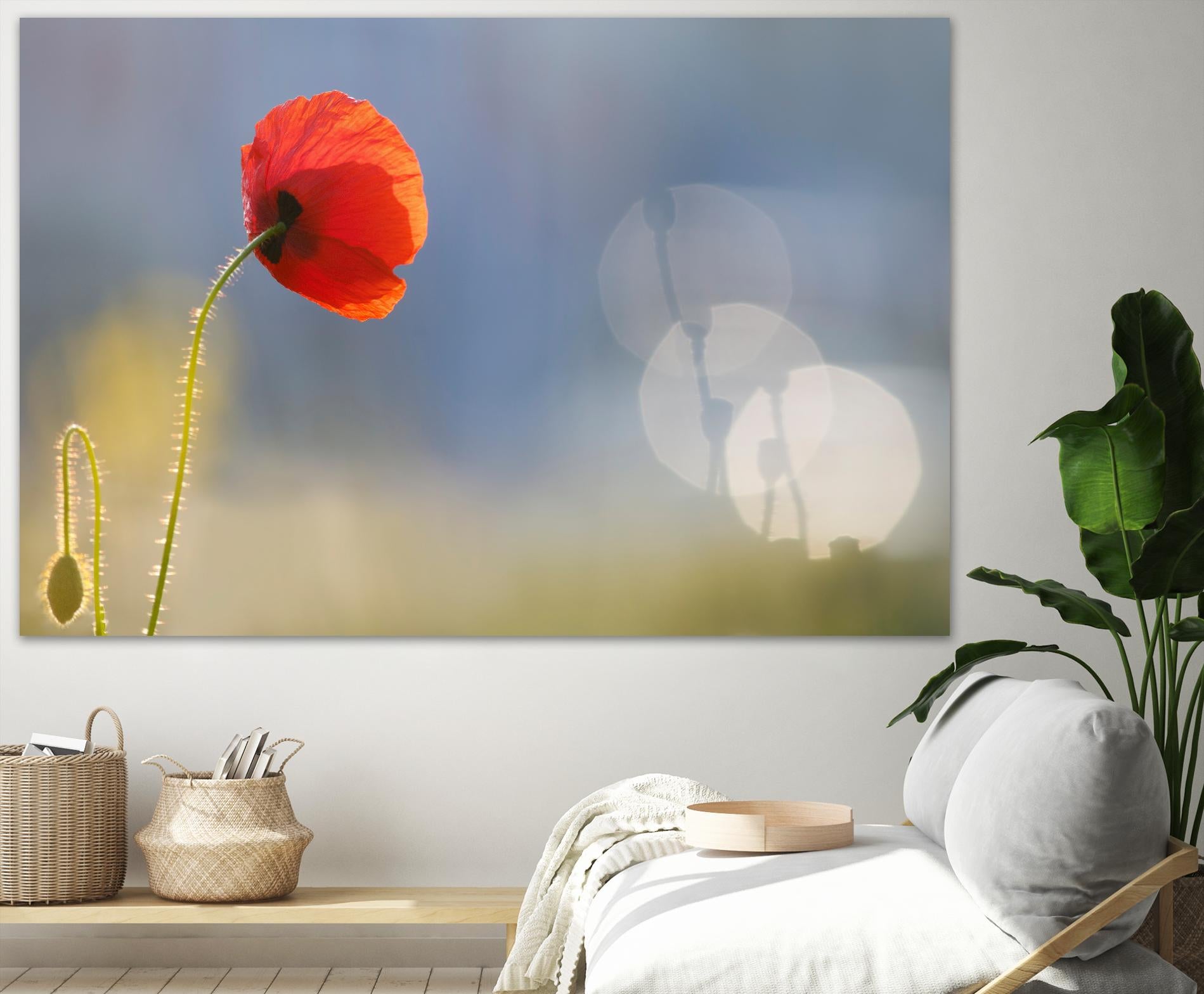 Echoes by Roeselien Raimond on GIANT ART - multicolor photography; floral/still life; landscapes