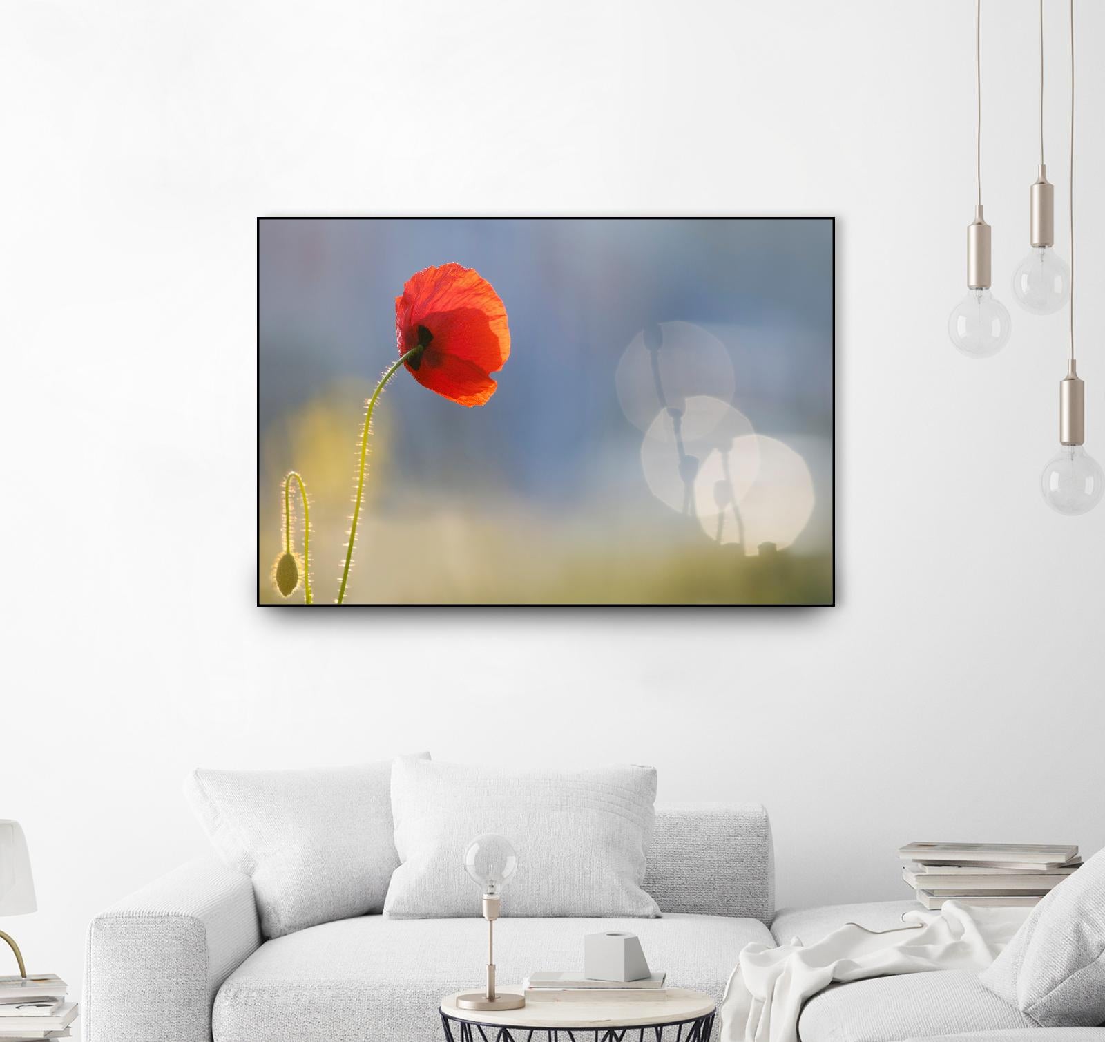 Echoes by Roeselien Raimond on GIANT ART - multicolor photography; floral/still life; landscapes