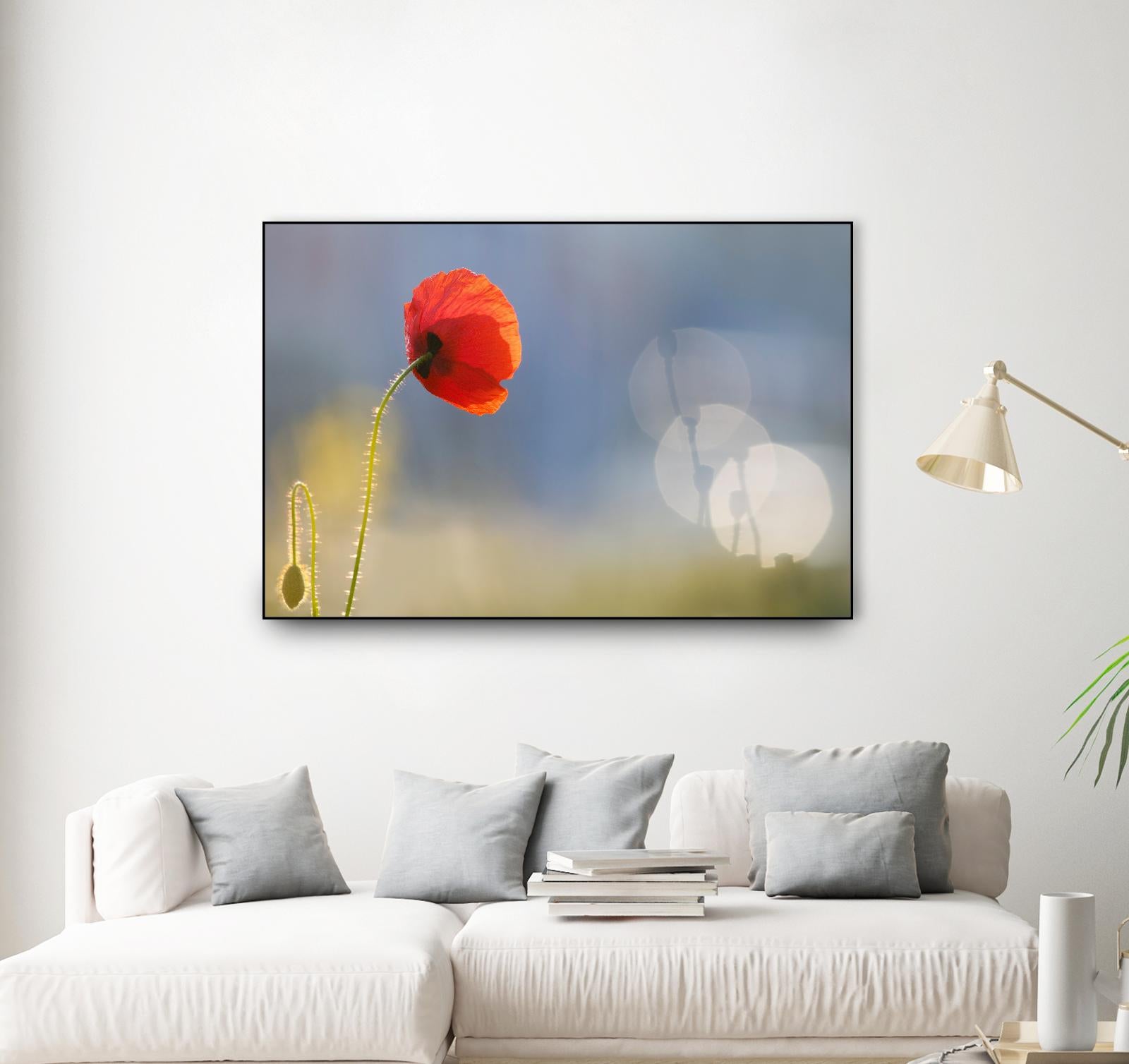 Echoes by Roeselien Raimond on GIANT ART - multicolor photography; floral/still life; landscapes