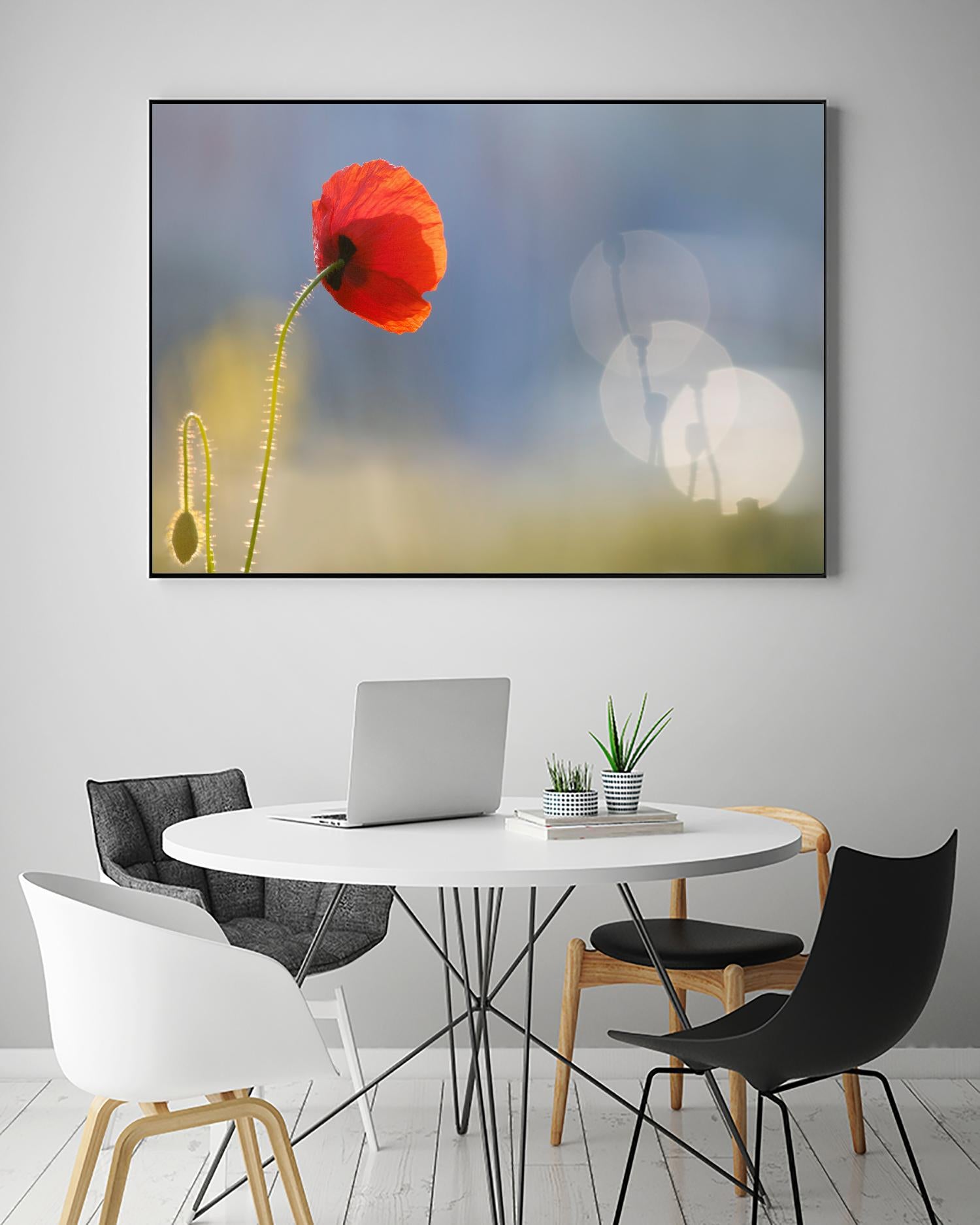 Echoes by Roeselien Raimond on GIANT ART - multicolor photography; floral/still life; landscapes