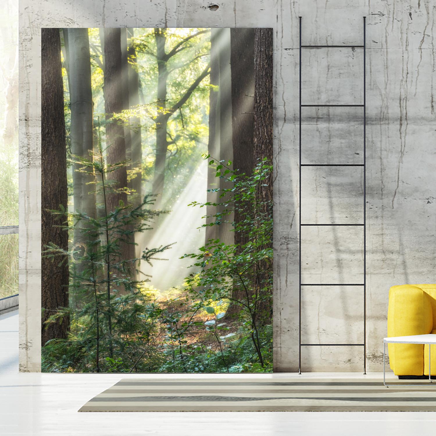 Sunbeam and Spiderweb by Lars Van de Goor on GIANT ART - multicolor photography; landscapes