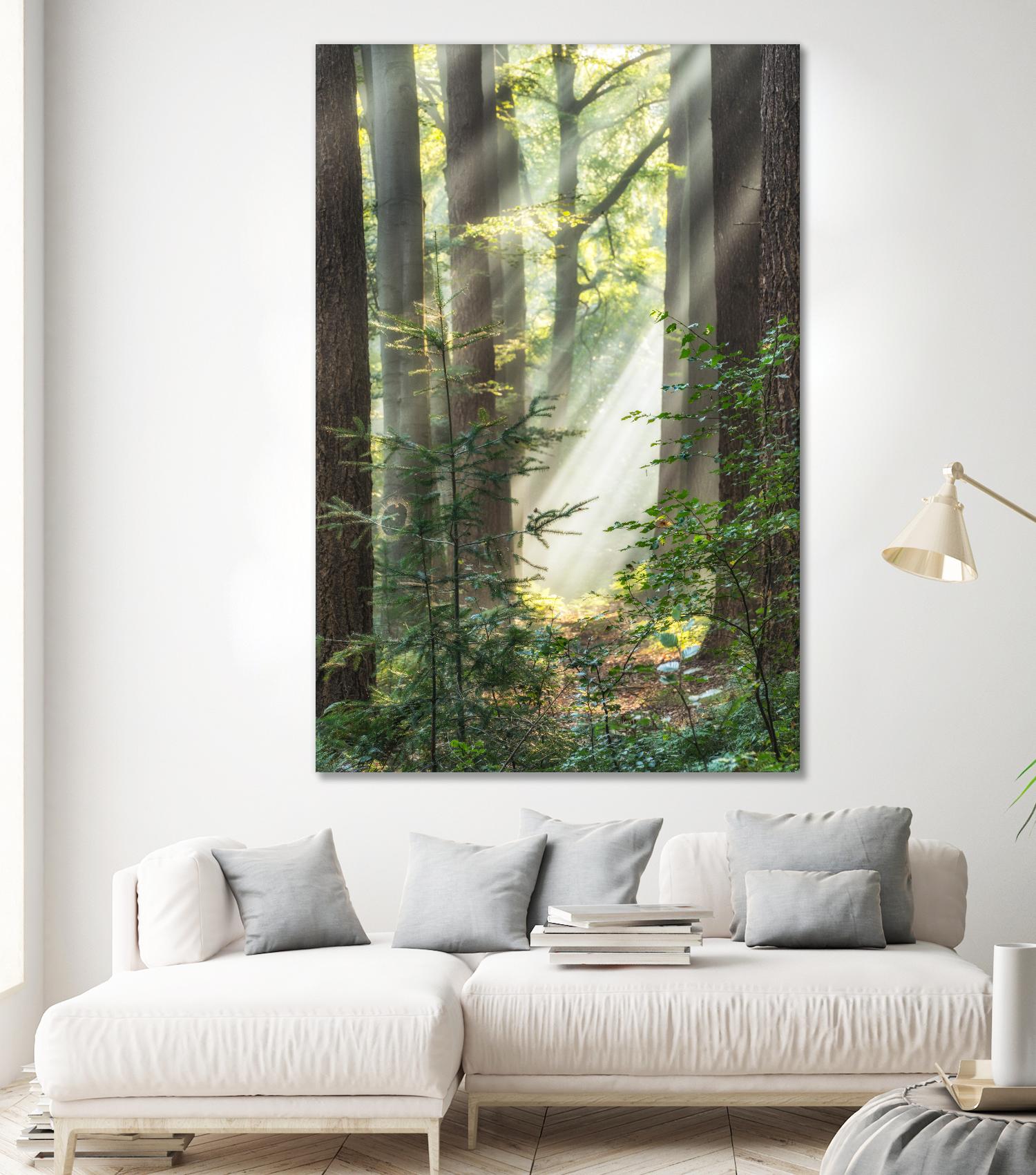 Sunbeam and Spiderweb by Lars Van de Goor on GIANT ART - multicolor photography; landscapes