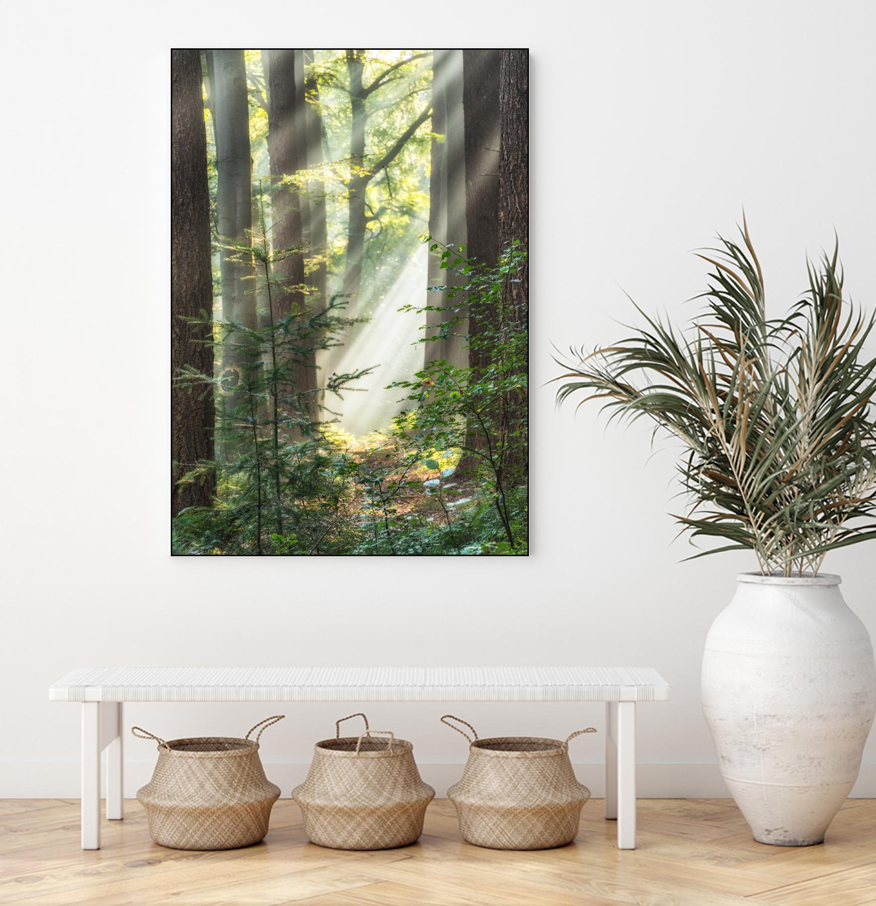 Sunbeam and Spiderweb by Lars Van de Goor on GIANT ART - multicolor photography; landscapes