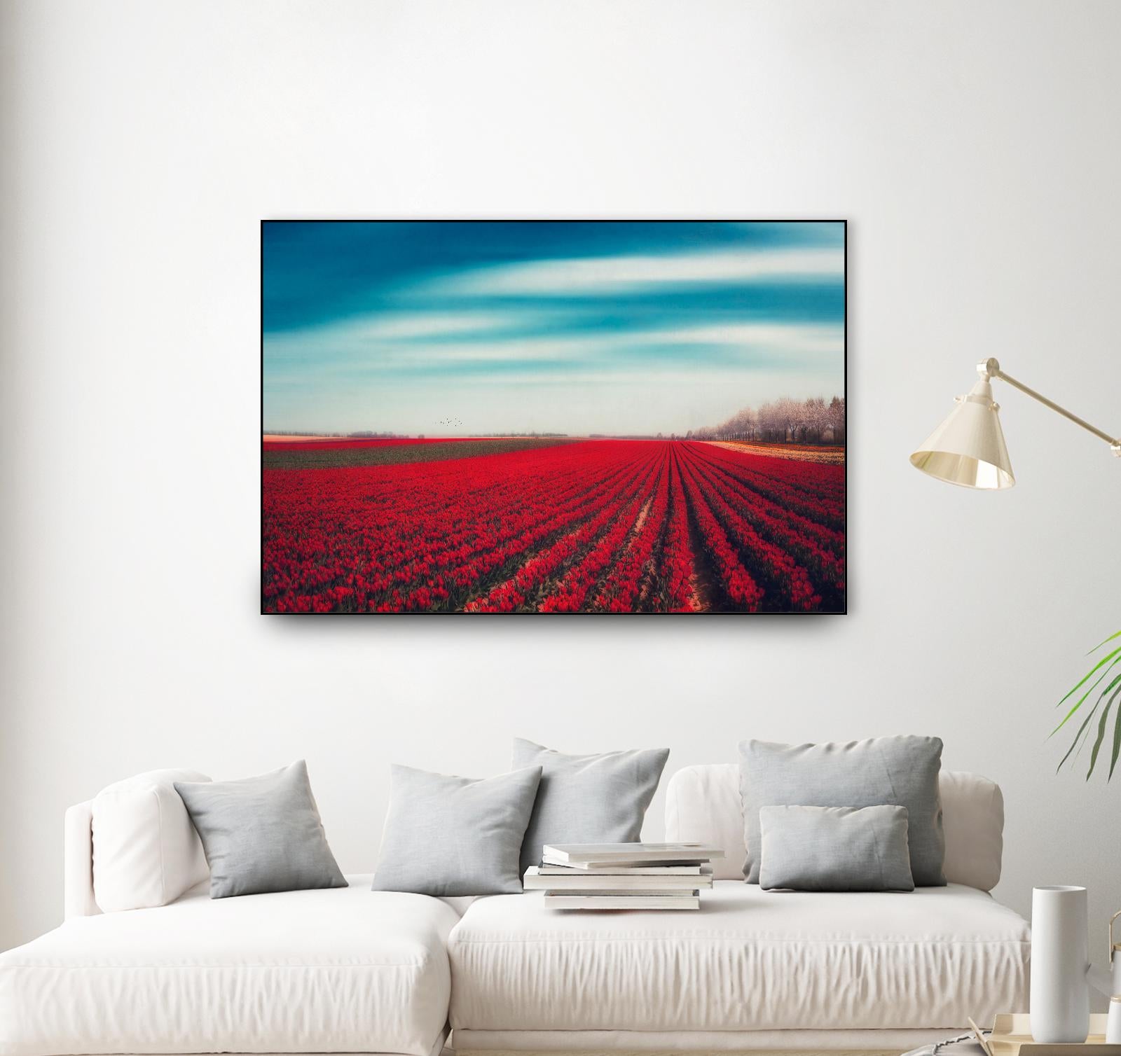 Tulips by Dirk Wuestenhagen on GIANT ART - multicolor photography; landscapes