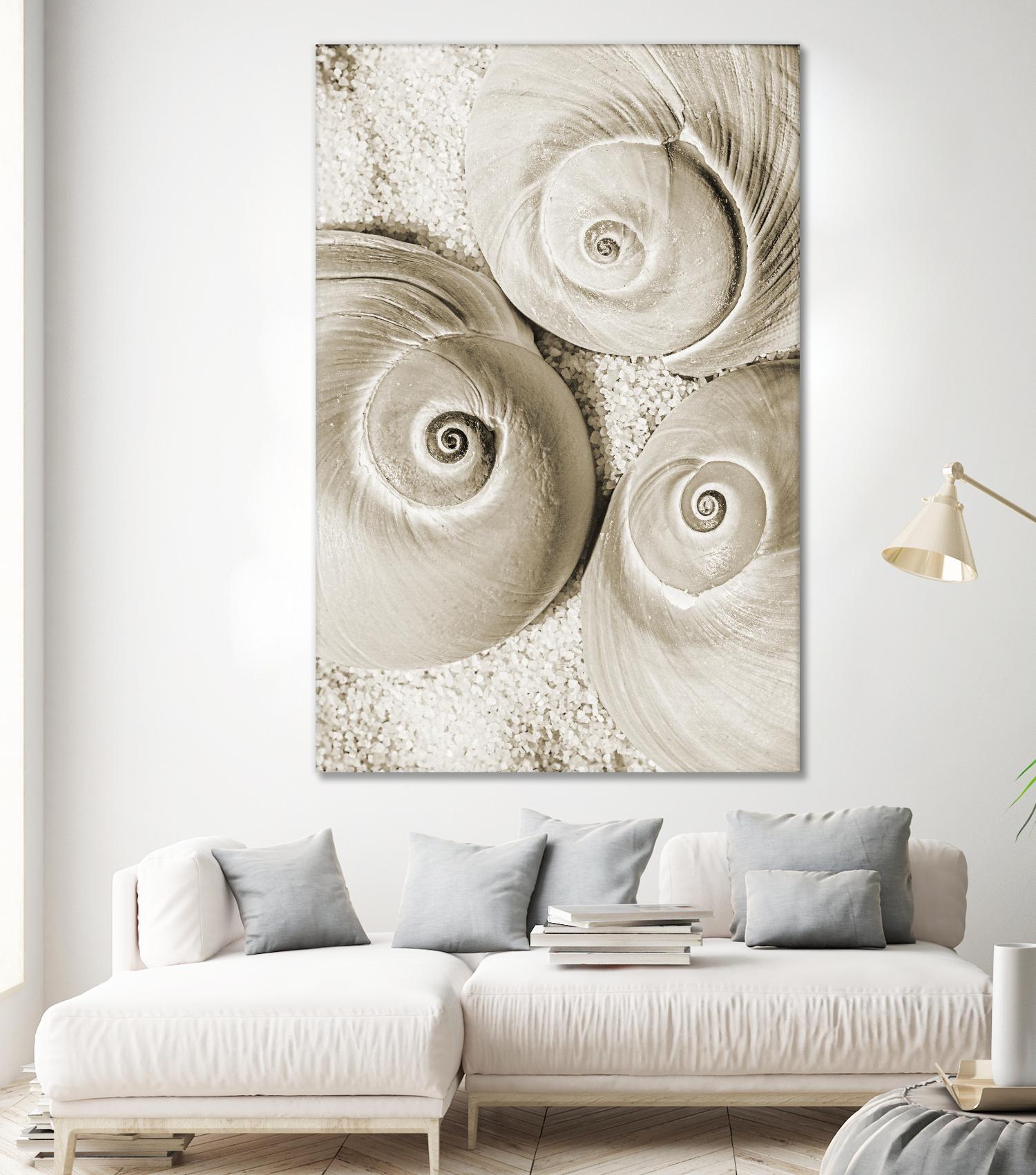 Sea Shell II by Norm Stelfox on GIANT ART - grey nautical