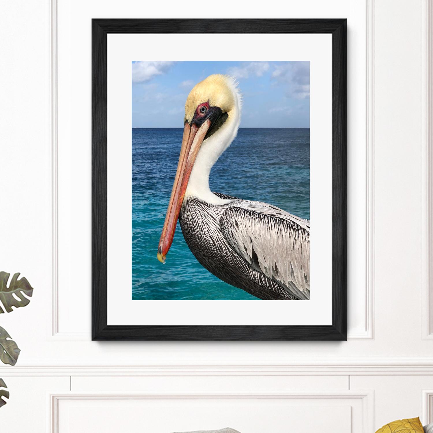 Pelican by Julie DeRice on GIANT ART - coastal photography