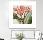 Cropped Turpin Tropicals VII by Vision Studio on GIANT ART - pink botanical & floral nature