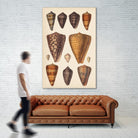Antique Cone Shells I by Unknown on GIANT ART - orange beach