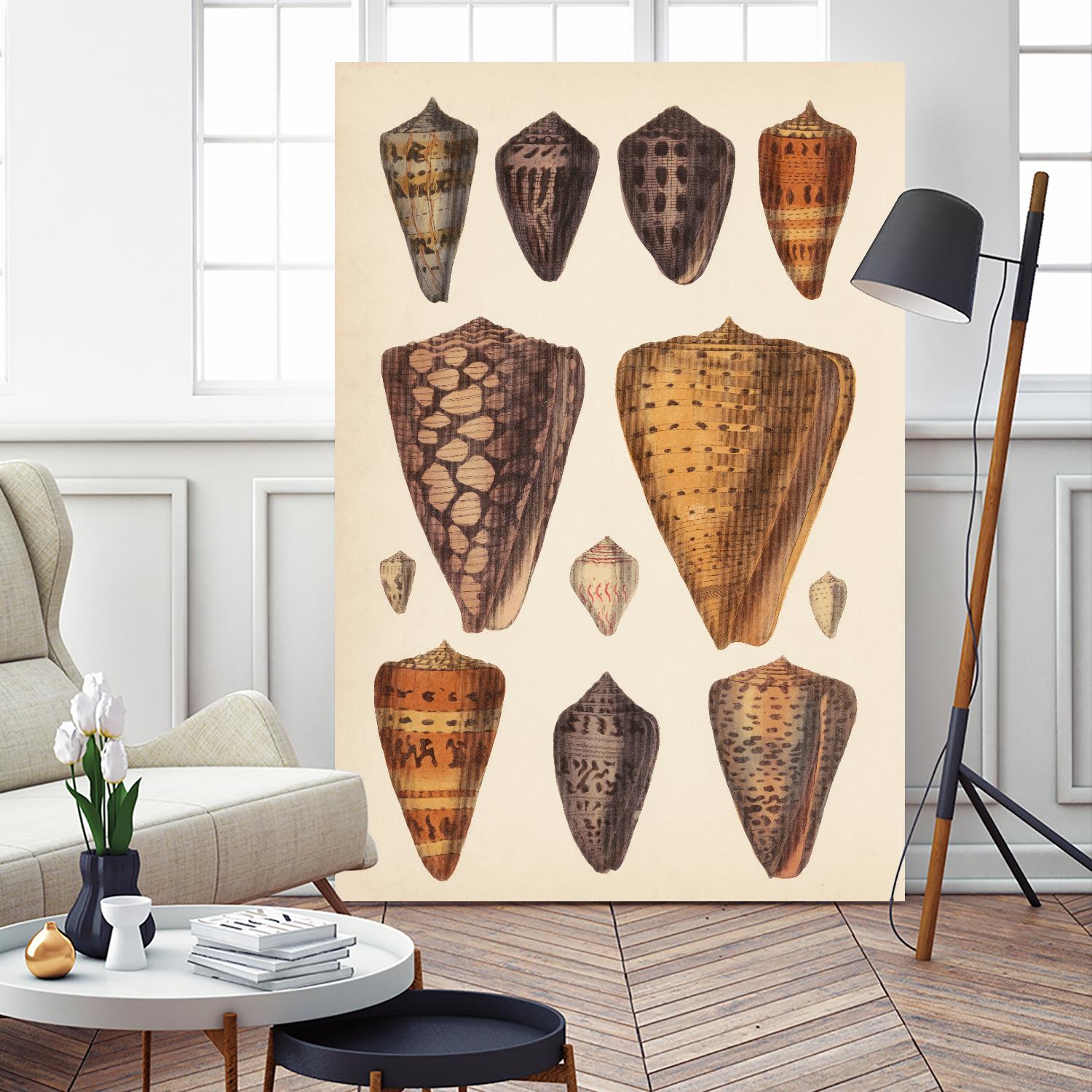 Antique Cone Shells I by Unknown on GIANT ART - orange beach