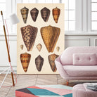Antique Cone Shells I by Unknown on GIANT ART - orange beach