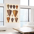 Antique Cone Shells I by Unknown on GIANT ART - orange beach