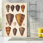 Antique Cone Shells I by Unknown on GIANT ART - orange beach