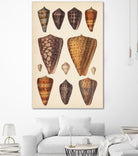 Antique Cone Shells I by Unknown on GIANT ART - orange beach