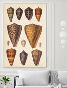 Antique Cone Shells I by Unknown on GIANT ART - orange beach