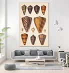 Antique Cone Shells I by Unknown on GIANT ART - orange beach