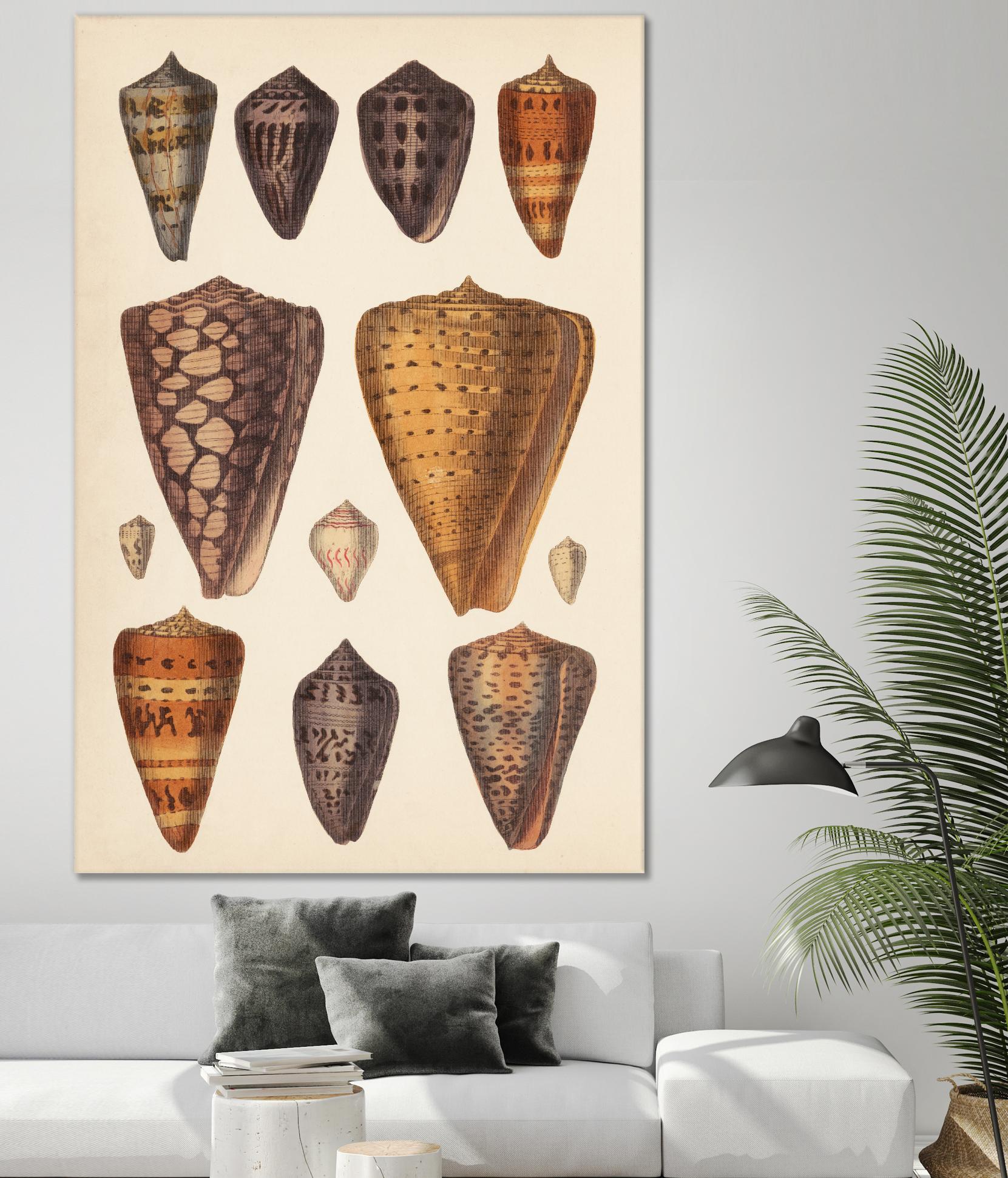 Antique Cone Shells I by Unknown on GIANT ART - orange beach