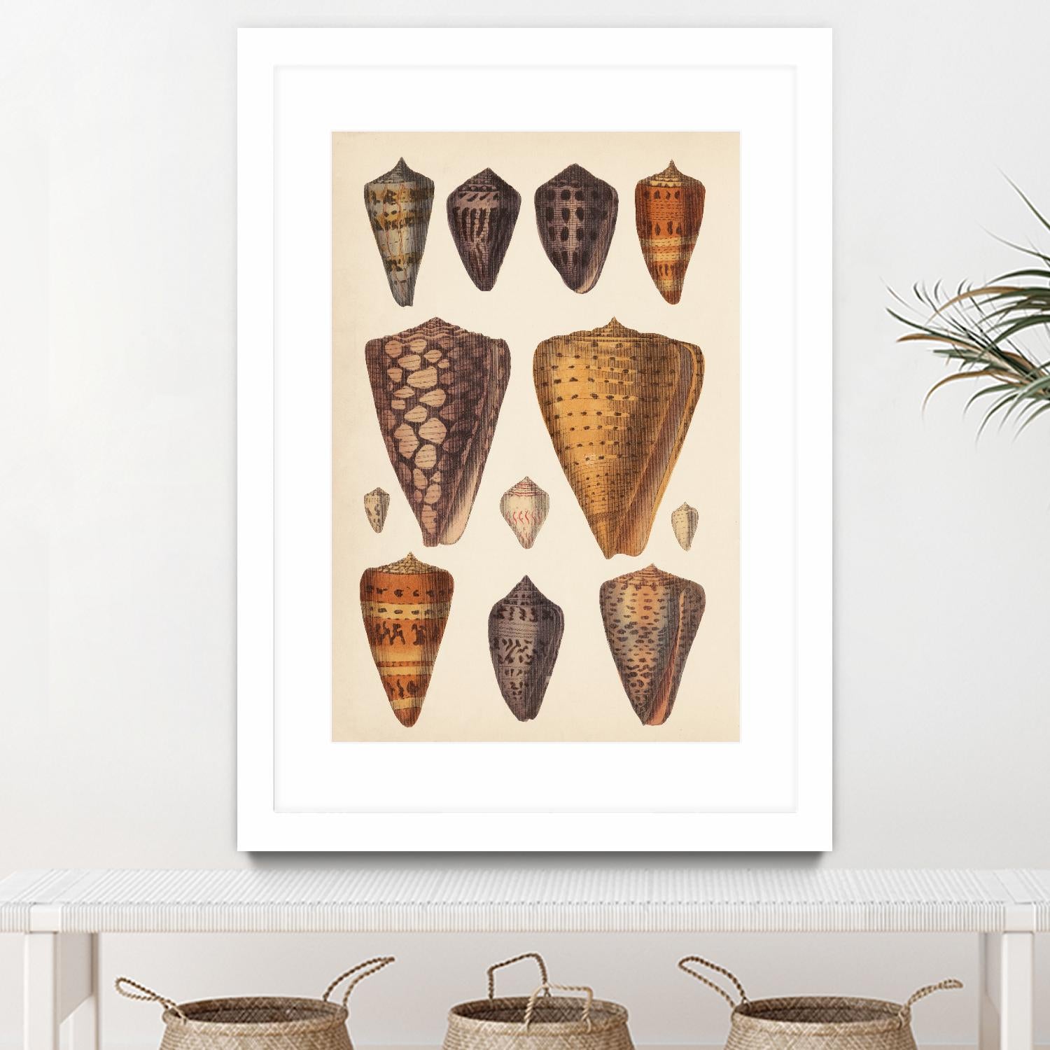 Antique Cone Shells I by Unknown on GIANT ART - orange beach