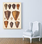 Antique Cone Shells I by Unknown on GIANT ART - orange beach