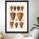 Antique Cone Shells I by Unknown on GIANT ART - orange beach