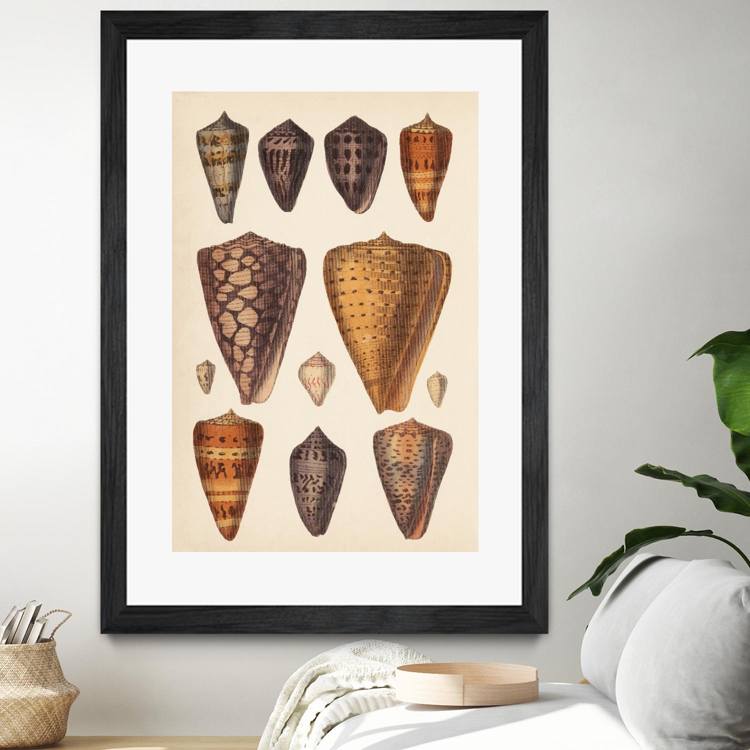 Antique Cone Shells I by Unknown on GIANT ART - orange beach