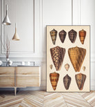 Antique Cone Shells I by Unknown on GIANT ART - orange beach