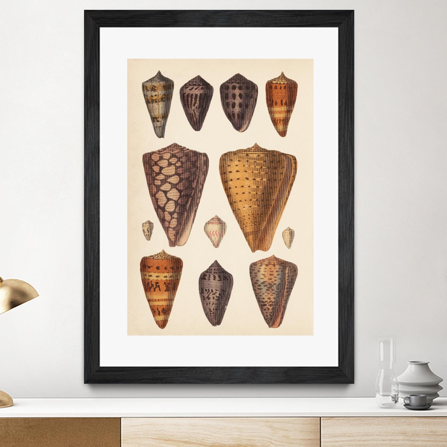 Antique Cone Shells I by Unknown on GIANT ART - orange beach