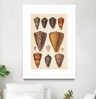 Antique Cone Shells I by Unknown on GIANT ART - orange beach