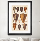 Antique Cone Shells I by Unknown on GIANT ART - orange beach