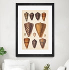 Antique Cone Shells I by Unknown on GIANT ART - orange beach