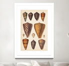 Antique Cone Shells I by Unknown on GIANT ART - orange beach