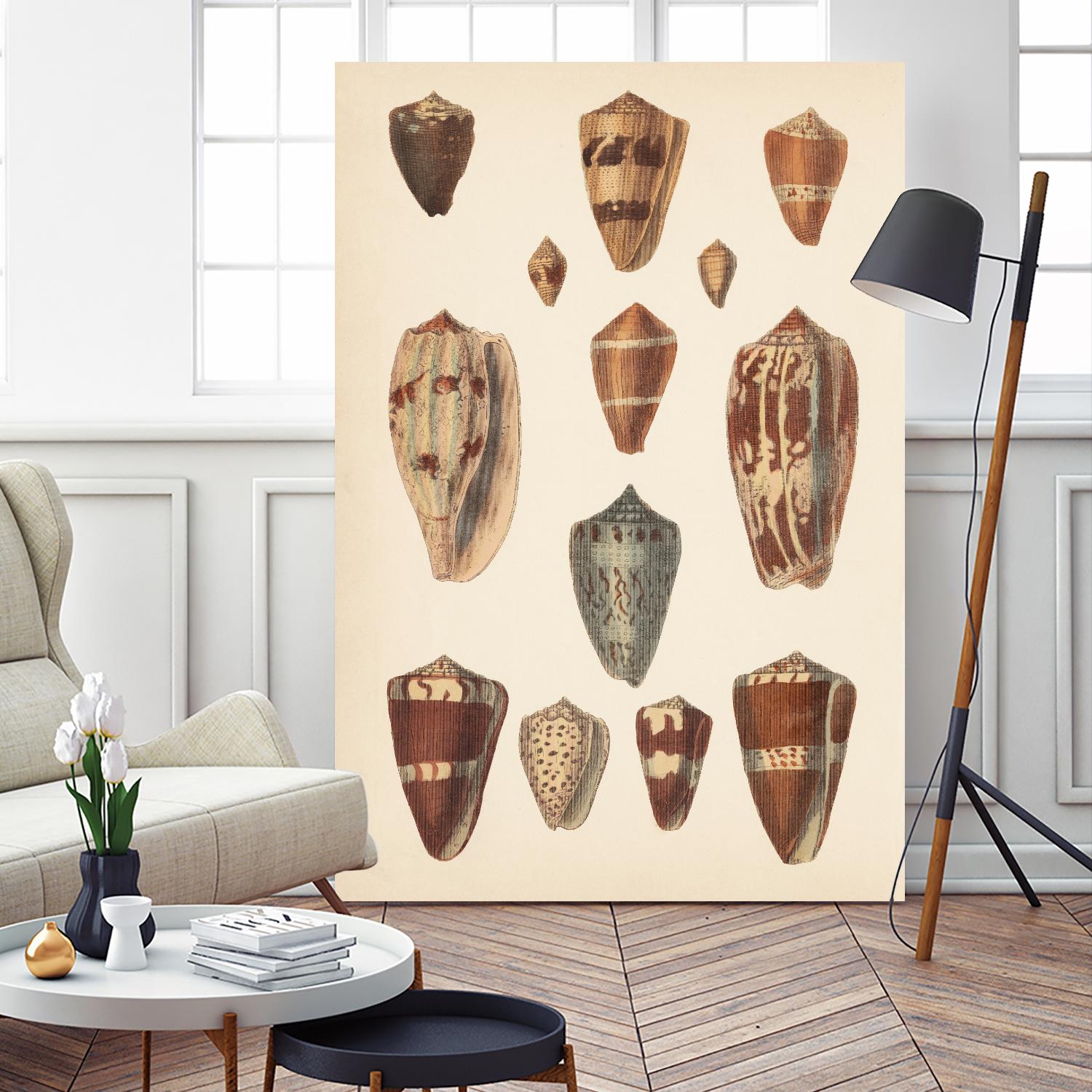 Antique Cone Shells II by Unknown on GIANT ART - beige seashell