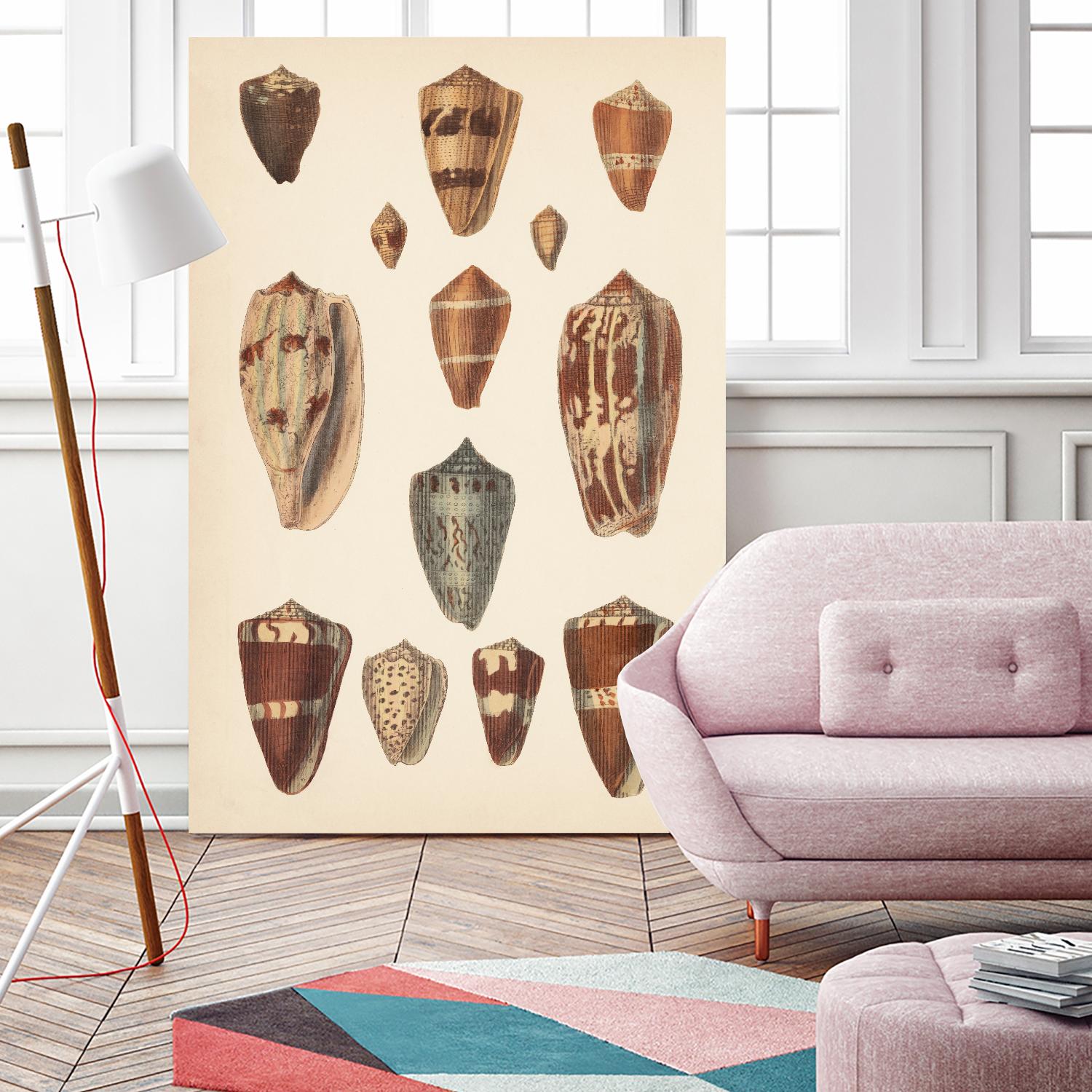 Antique Cone Shells II by Unknown on GIANT ART - beige seashell