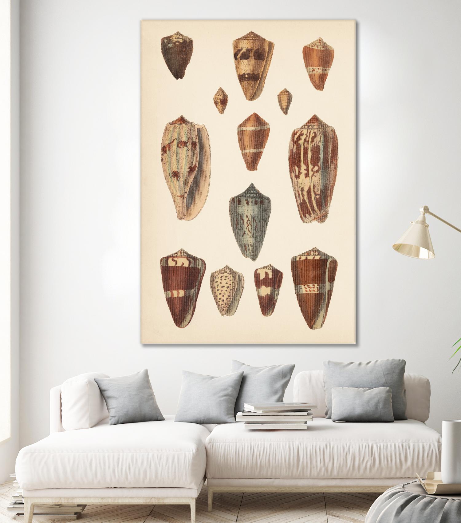 Antique Cone Shells II by Unknown on GIANT ART - beige seashell
