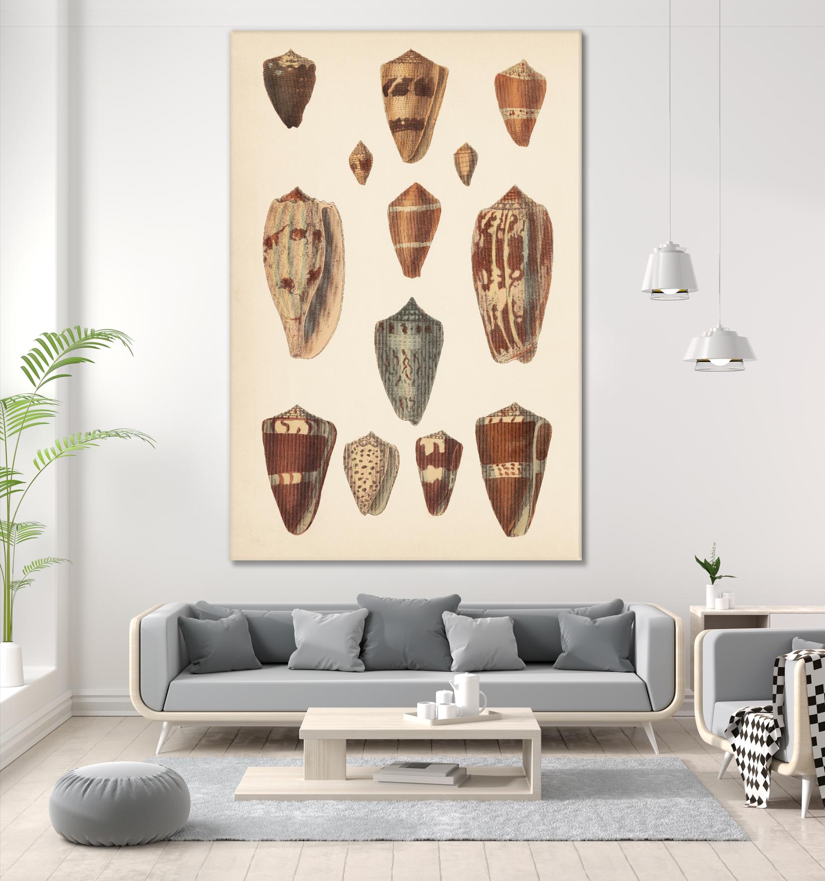 Antique Cone Shells II by Unknown on GIANT ART - beige seashell