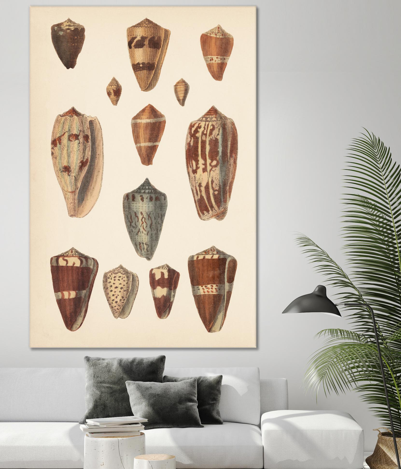 Antique Cone Shells II by Unknown on GIANT ART - beige seashell