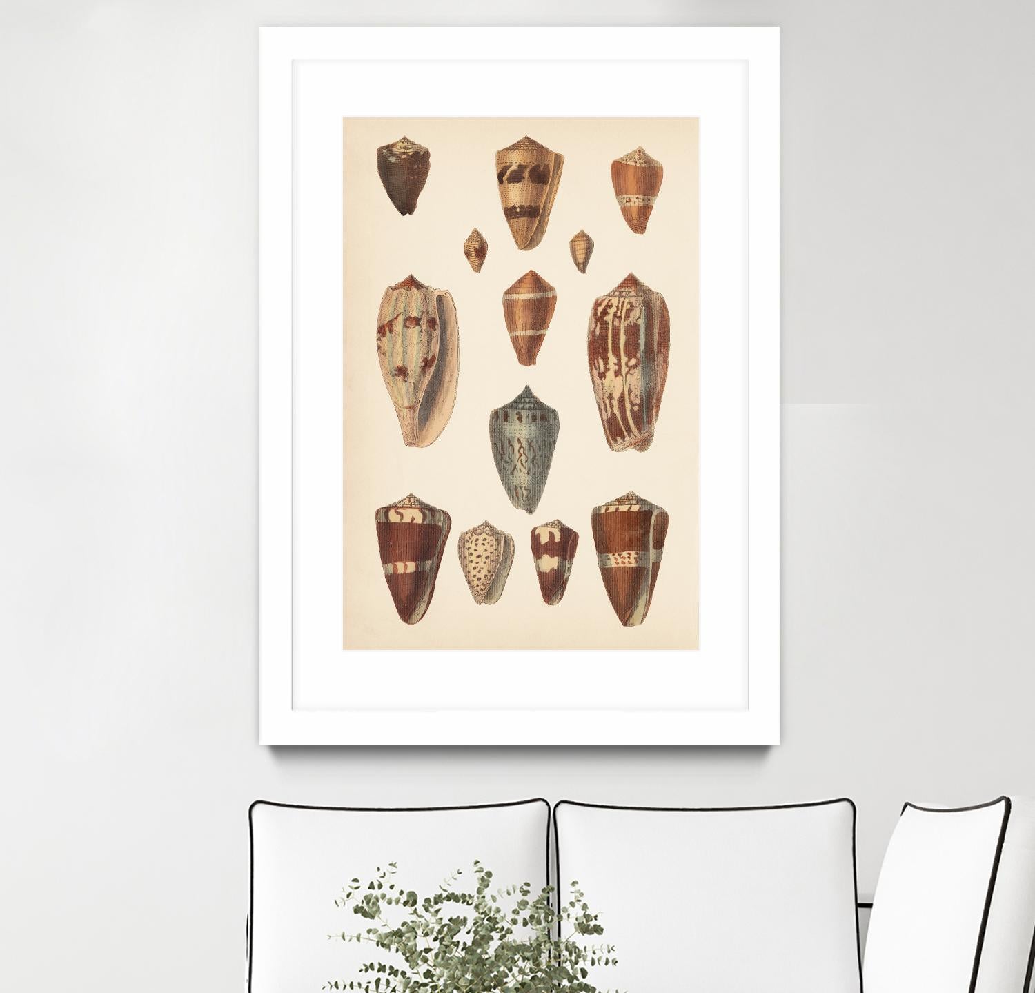 Antique Cone Shells II by Unknown on GIANT ART - beige seashell