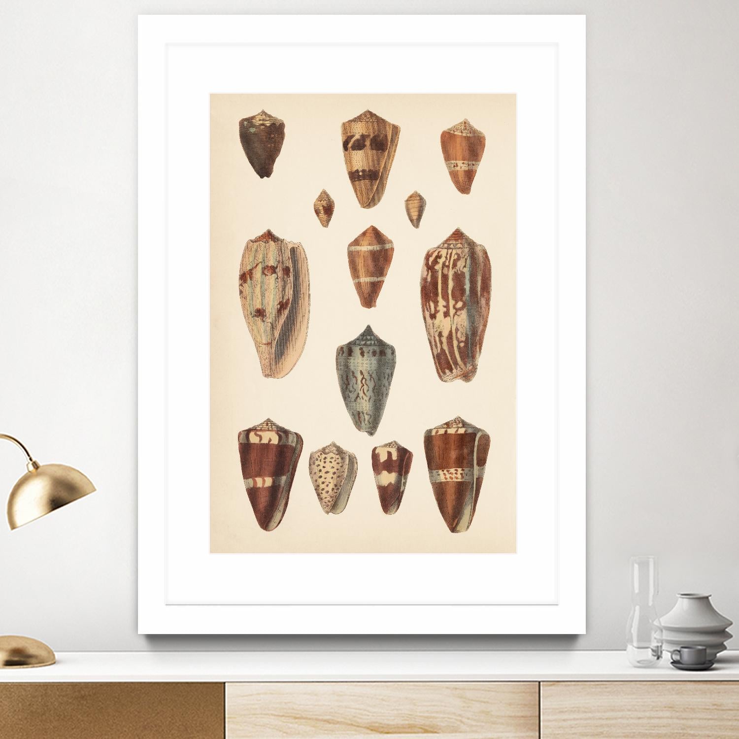 Antique Cone Shells II by Unknown on GIANT ART - beige seashell
