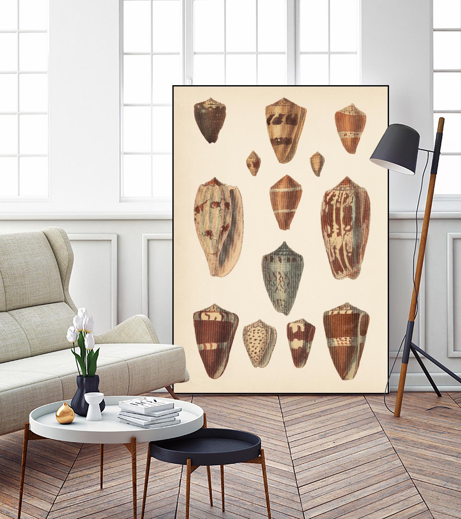 Antique Cone Shells II by Unknown on GIANT ART - beige seashell